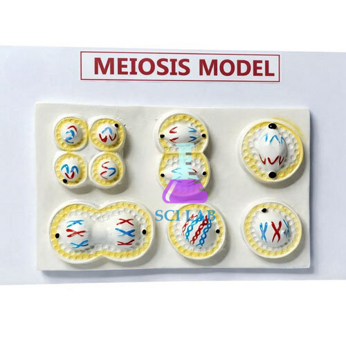 Meiosis Model 3D Cell